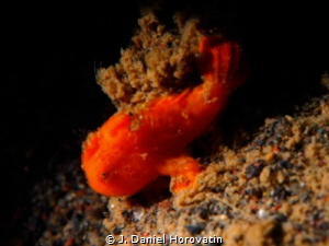 This tiny frogfish is the size of a pencil eraser and was... by J. Daniel Horovatin 
